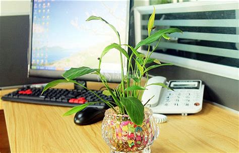 蟬飛入屋 風水 辦公室桌上植物
